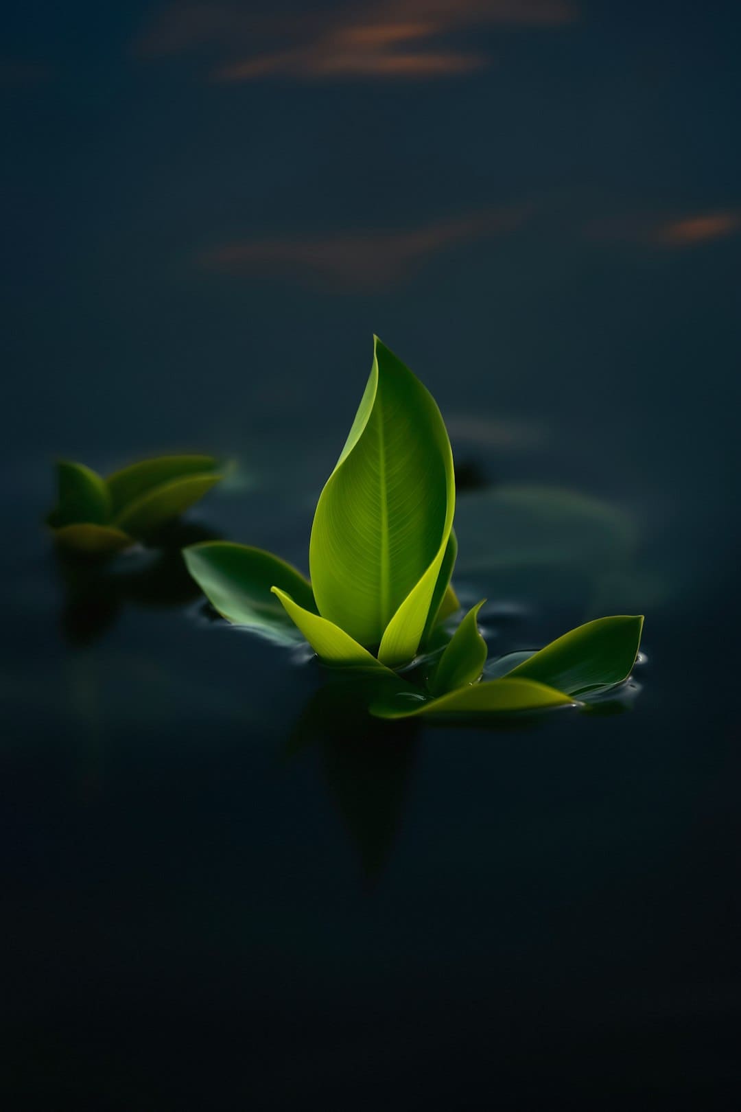 电视连续剧《白玫瑰》总共多少集?
